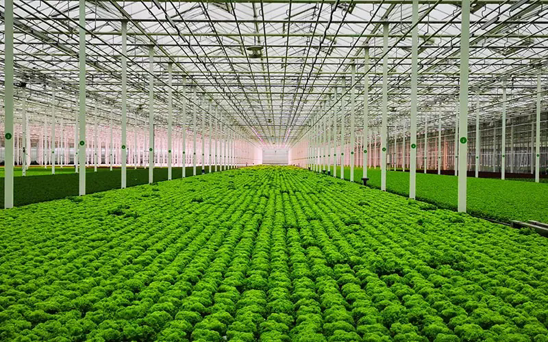 Venlo Glass Greenhouse: A Smart Choice for Modern Agriculture